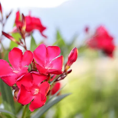 Апартаменты Nr 2 Haus Voglreiter