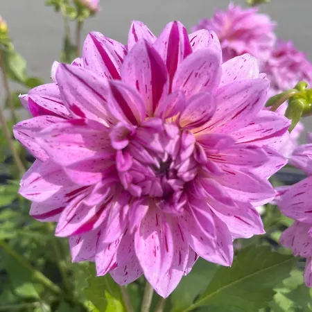 Апартаменты Nr 2 Haus Voglreiter *