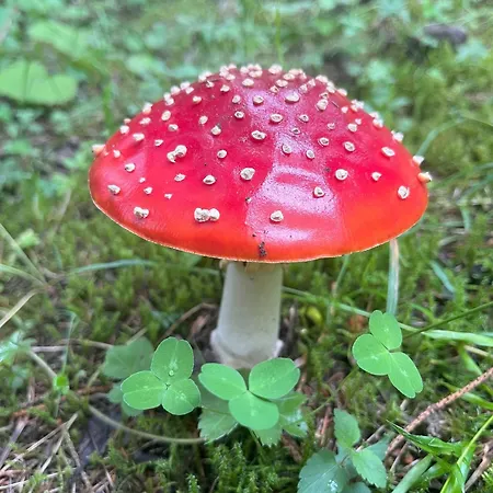 Апартаменты Nr 2 Haus Voglreiter Капрун