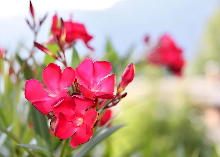 Apartmán Nr 2 Haus Voglreiter