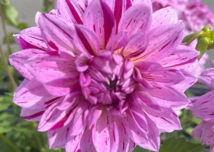 Apartmán Nr 2 Haus Voglreiter *